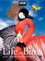 BBC Life of Birds